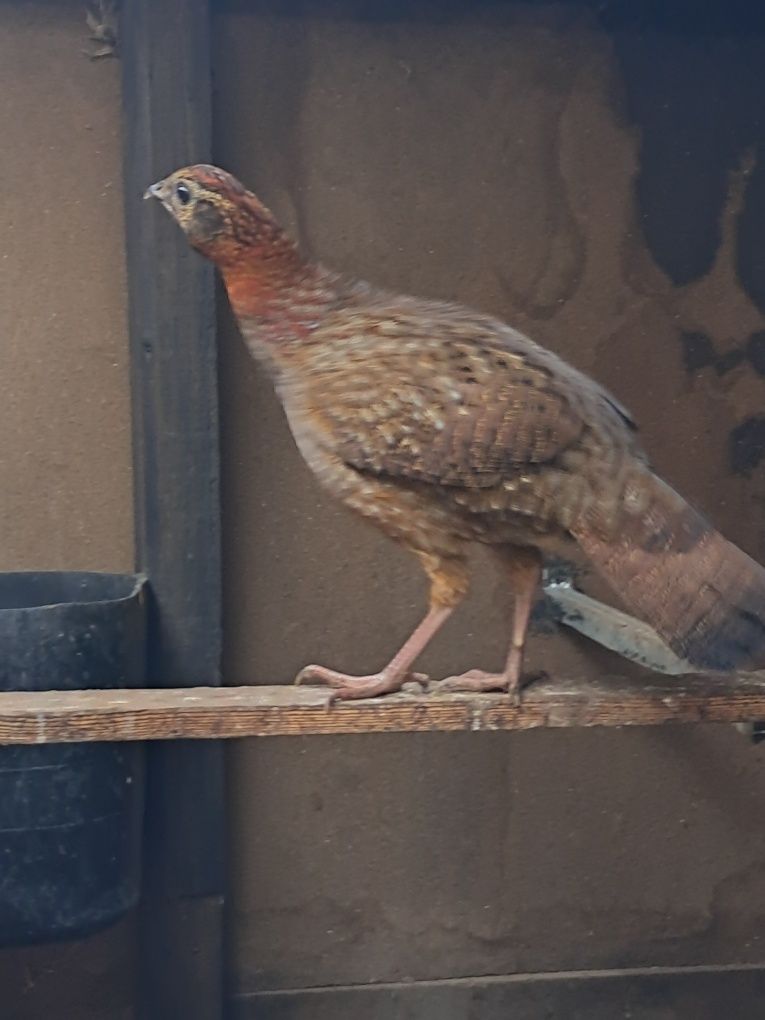 Tragopan Temnik pereche