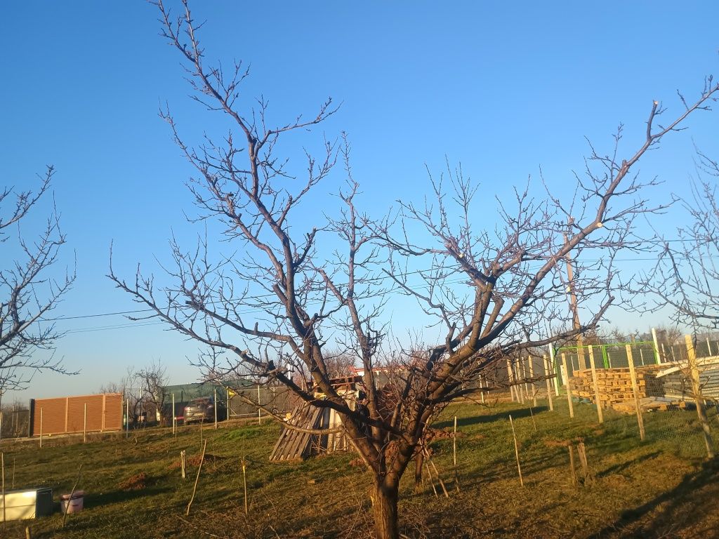 Lucrări întreținere și tuns pomi