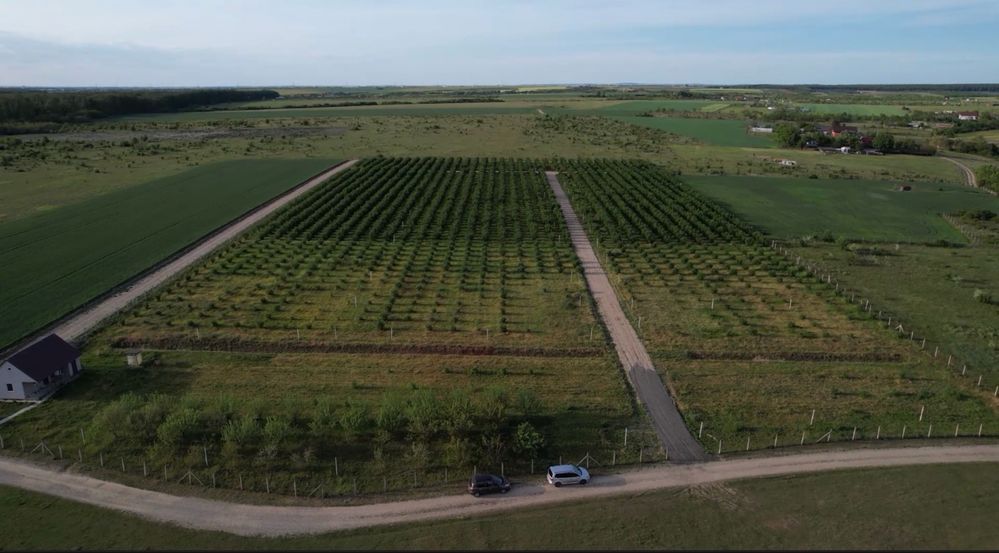 Parcele de vânzare Păușa