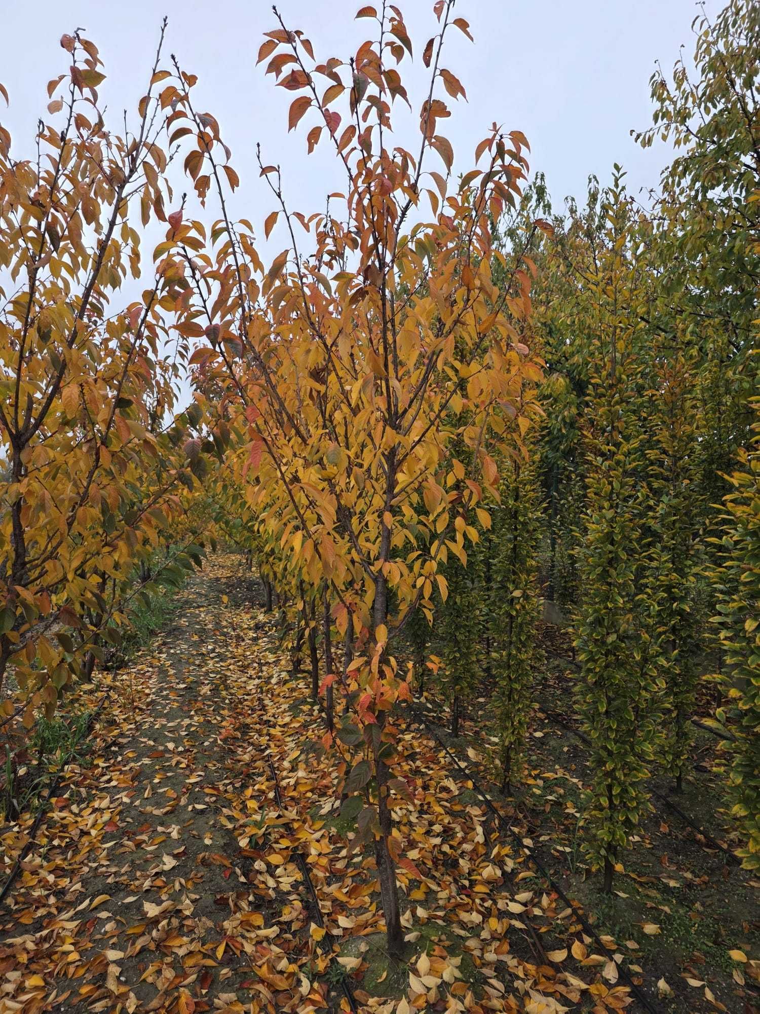 Arbori Foioși Premium: Mesteacăn, Tei, Platan, Arțar și Stejar