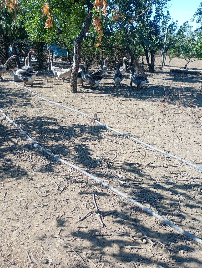 Gâște de carne 2026