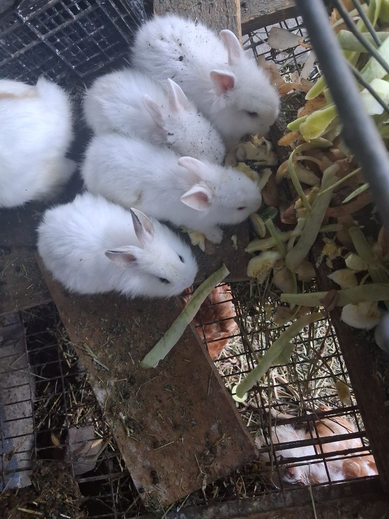 De vanzare iepurasi pitici oradea