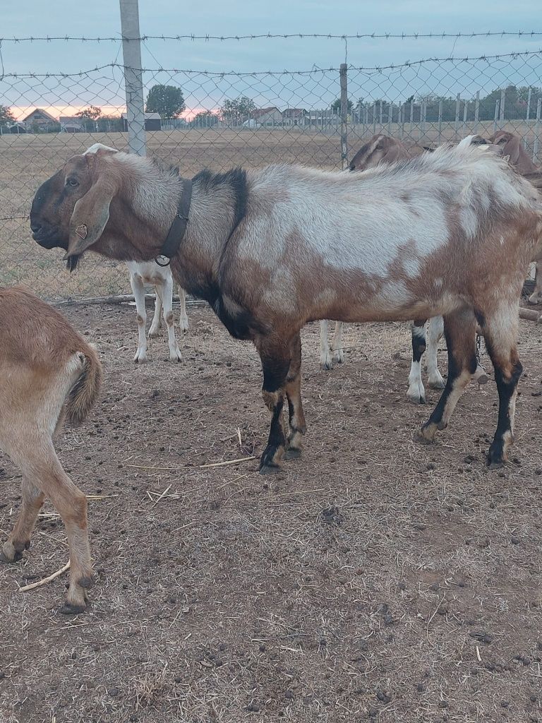 Vând țap anglo nubian