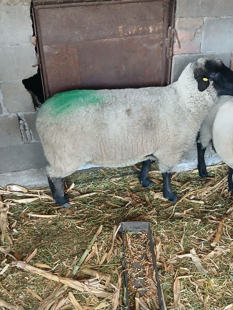 Vand oaie suffolk originala gestanta
