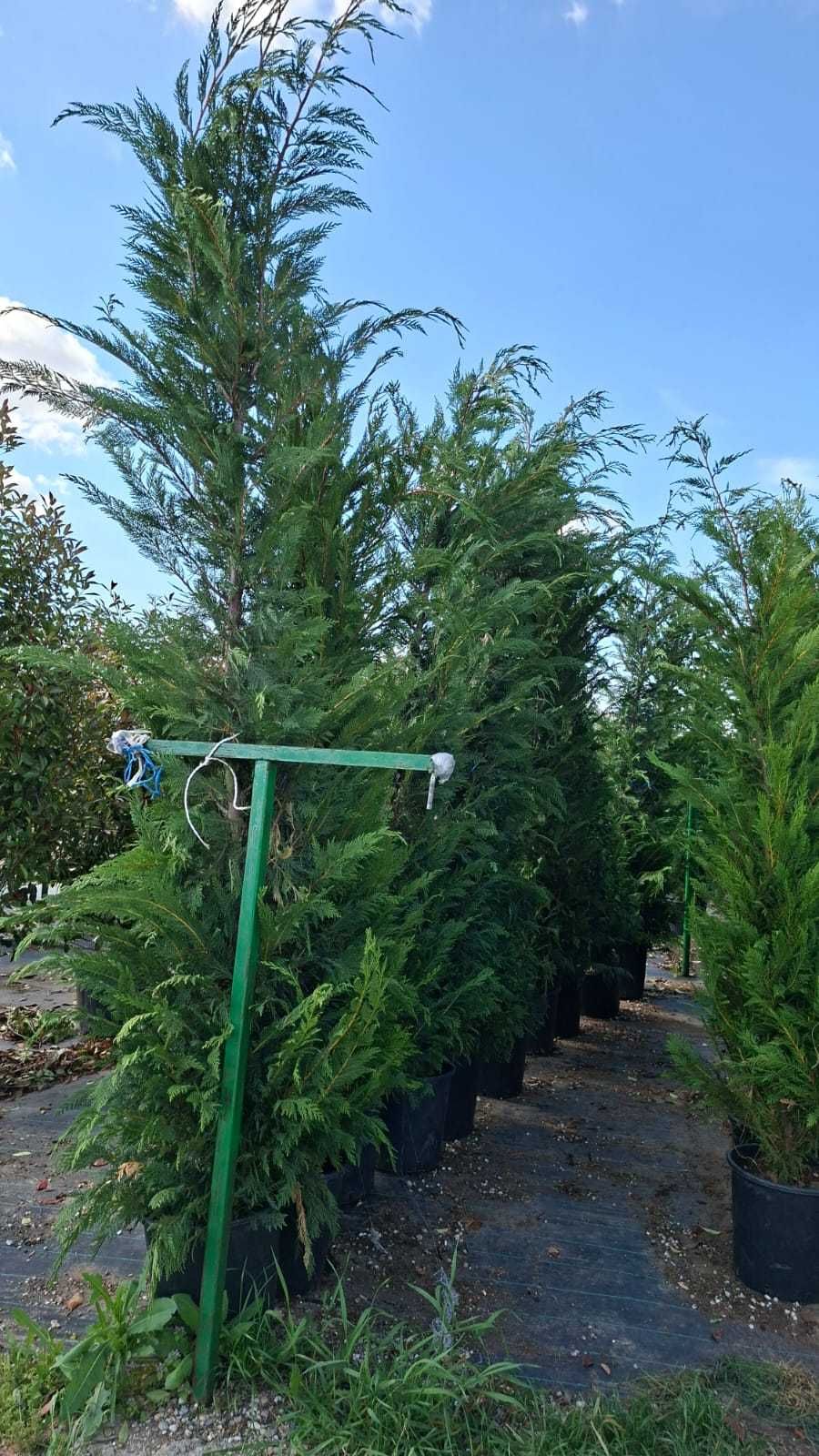 Chiparos Leylandii Extra Verde – Direct din Pepinieră