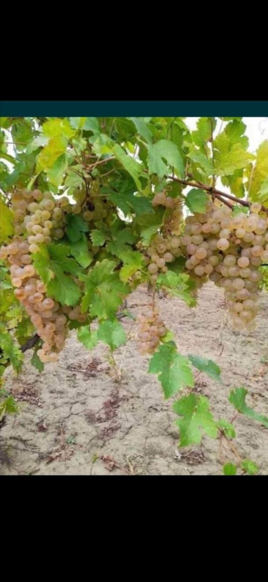 Struguri de vin cu transportul gratuit la domiciliu