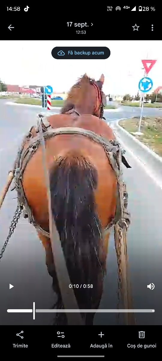 De vânzare iapă de patru ani