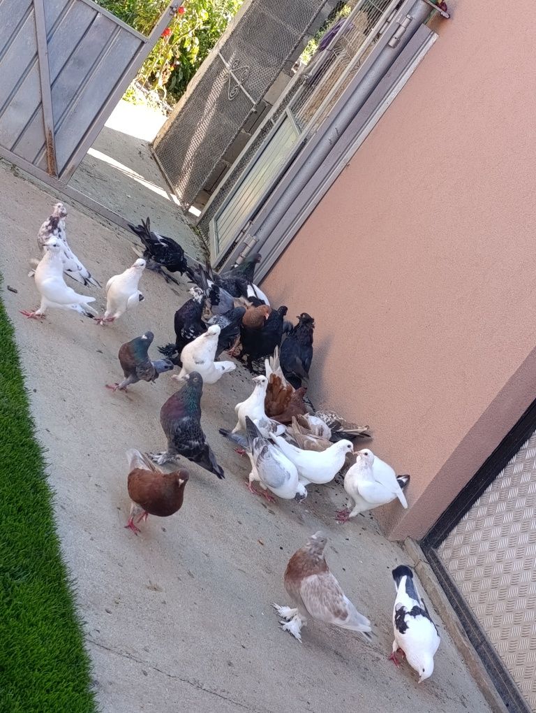 Caută casa noua !