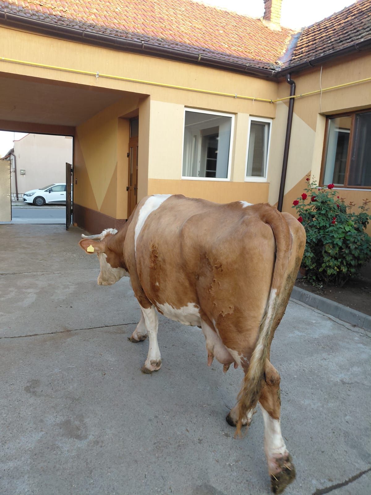 Vand vaca  jub. Bihor