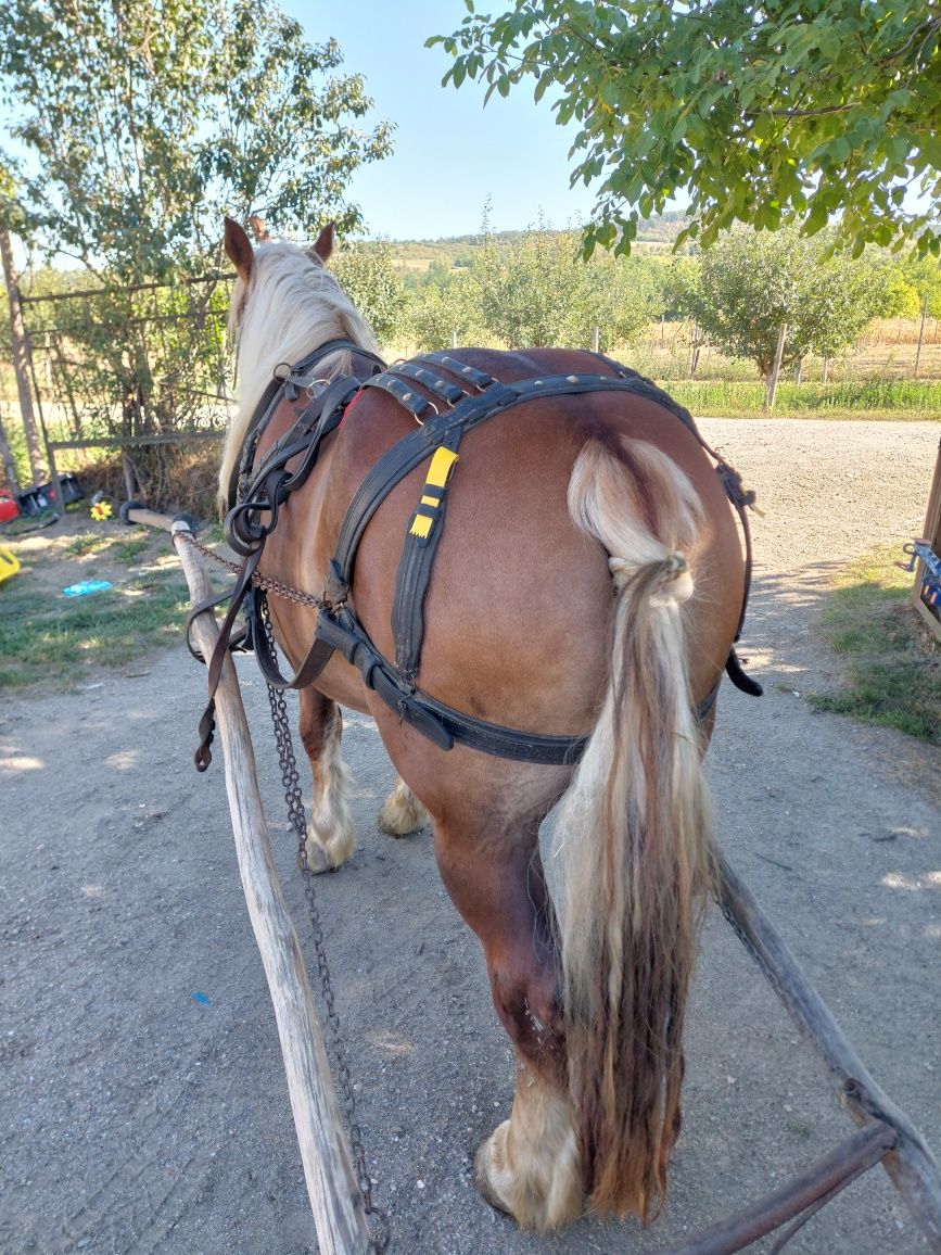 Vând iapă de cinci ani gestantă cu ecograf