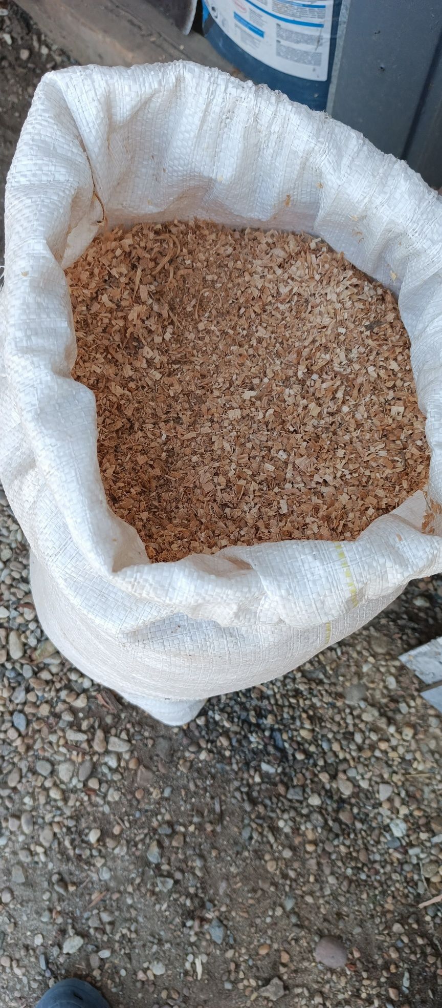 Vând Rumeguș De Fag fara impurități 50 de lei /sac