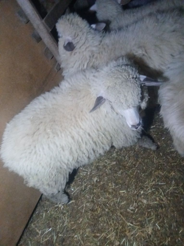 Vând două mielute metiși dintre il de fros si țurcana