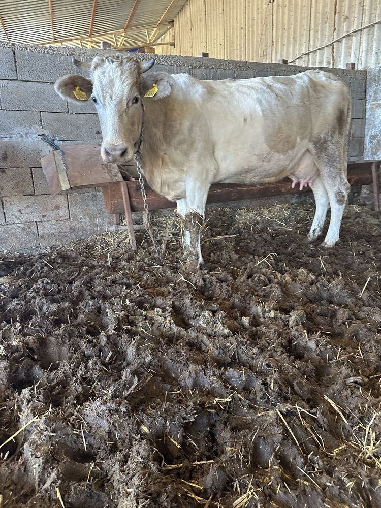 juninca la prima fatare