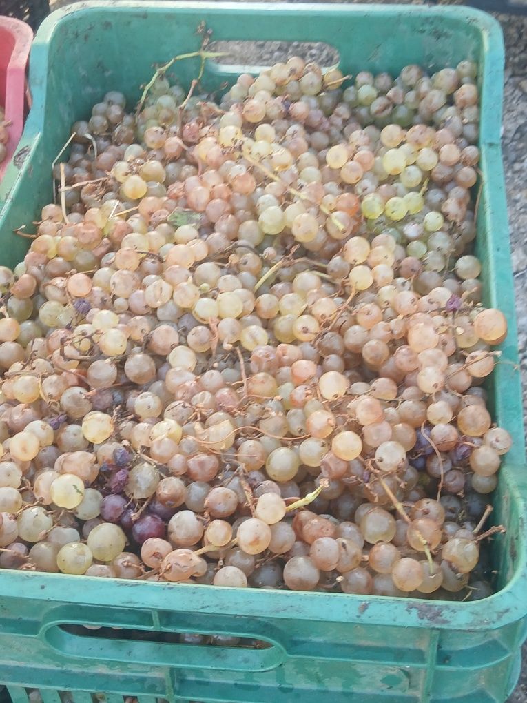 Struguri de vin cu transportul gratuit la domiciliu