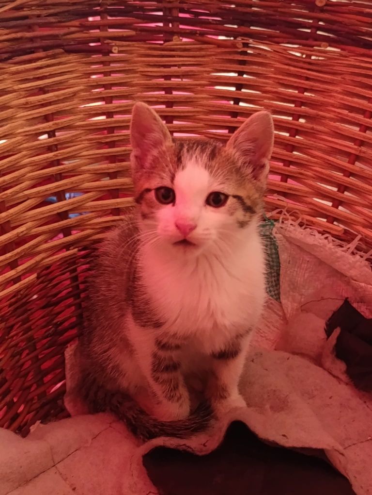 Motănel spre adopție