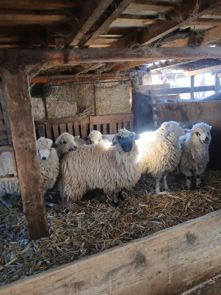 Vând 6 mieluțe îl de fros cu țurcana