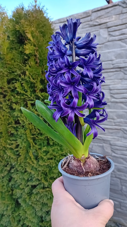 Sera de Flori Cristina