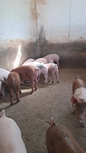 purcei landrac cu duroc