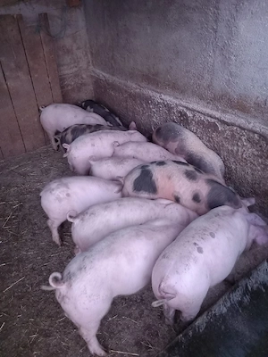 purcei 13 landrace cu pietrain