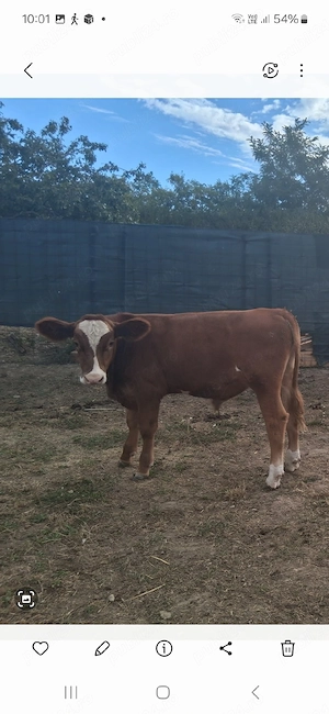 vand un vitel cu greutatea 220-230kg