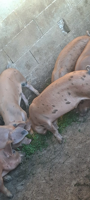 Vînd șuldei 40 _50 kg