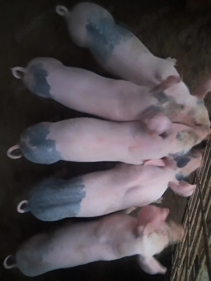 5 purcei landrace 8 săptămâni