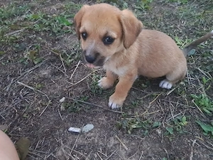 Donez căței talie mică