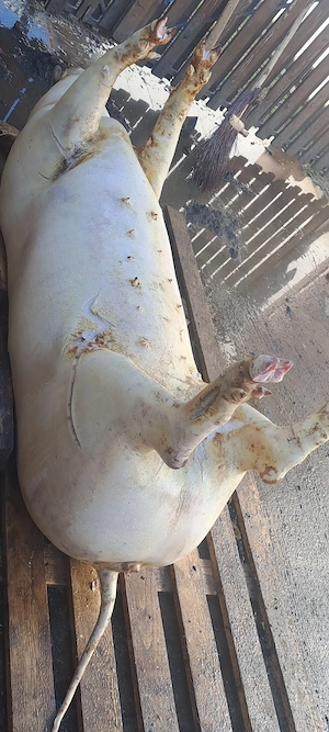 Vînd carcasă de porc