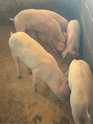 Purcei Duroc cu Landras 5 buc