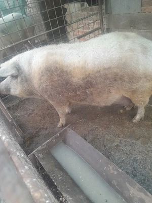 Scroafa mangalita