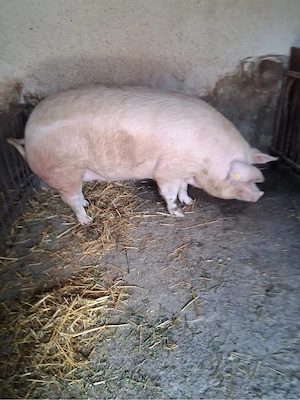 Vand porc de carne