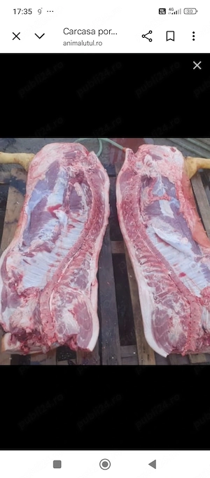 carcasă porc