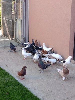 Porumbei cauta casa