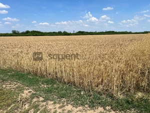 Teren arabil in Nojorid. Investiție sigură la preț excelent