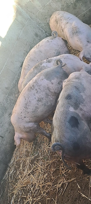 Vînd șuldei 50 _60 kg