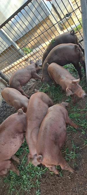 Vînd șuldei duroc