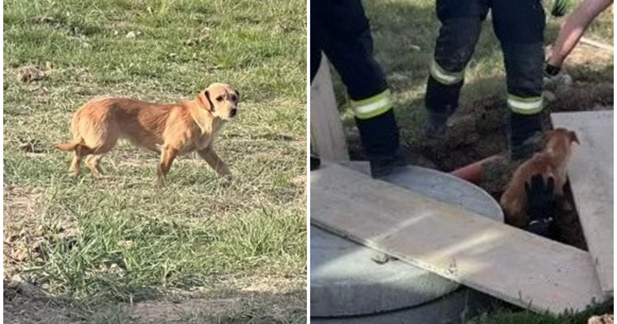 „Știu că aveți misiuni mult mai grele”. Mesajul primit de pompierii bihoreni după ce au intervenit la salvarea unui câine căzut într-o groapă