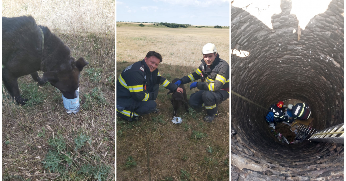 Câine salvat de pompierii bihoreni dintr-o fântână dezafectată aflată între Livada de Bihor și Roit