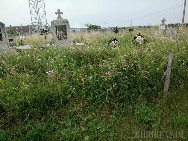 Morţii cu morţii: Drumul între DN 79 şi cimitirul din Nojorid, presărat cu buruieni înalte de 2 metri! (FOTO)