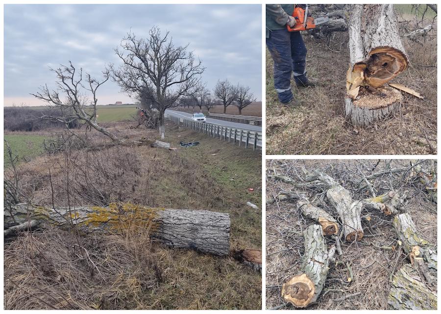 Defrișare pe DN 79, în Bihor: se taie nuci uscați de la Aeroport spre Nojorid (FOTO/VIDEO)