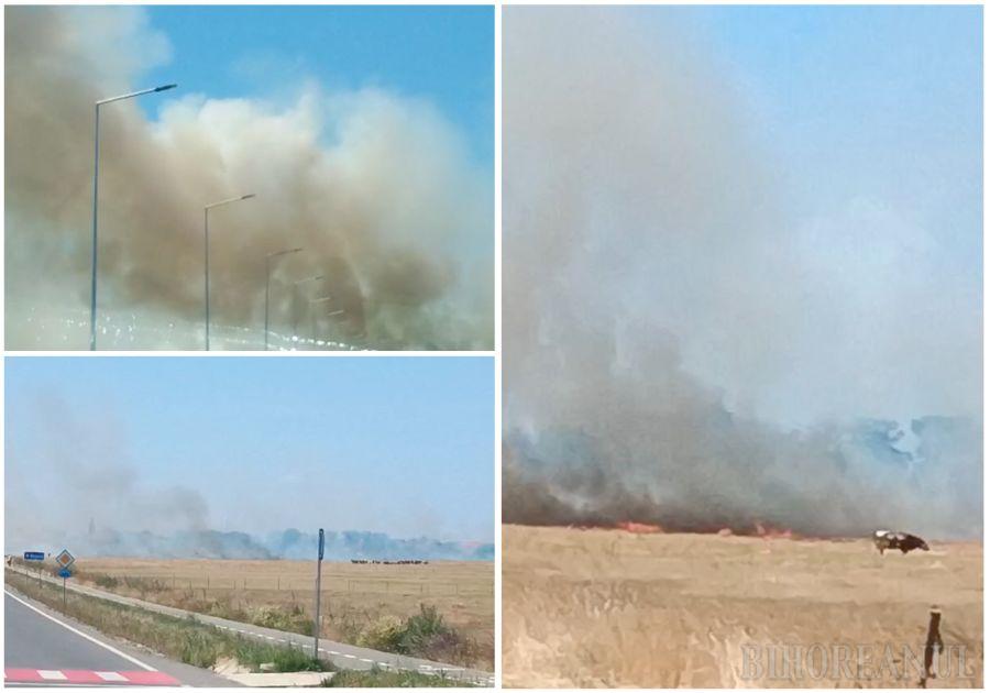 Incendiu de vegetație lângă Nojorid. Fumul gros s-a văzut de la distanță (FOTO/VIDEO)