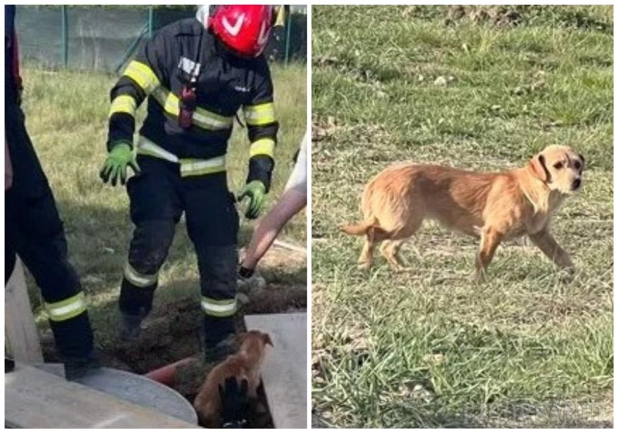 Cățel salvat dintr-o fosă septică din Nojorid, după ce o trecătoare a sunat la 112: „Știu că aveți misiuni mult mai grele, dar astfel de gesturi ne redau încrederea în umanitate” (FOTO)